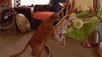 ������˾,��ķ