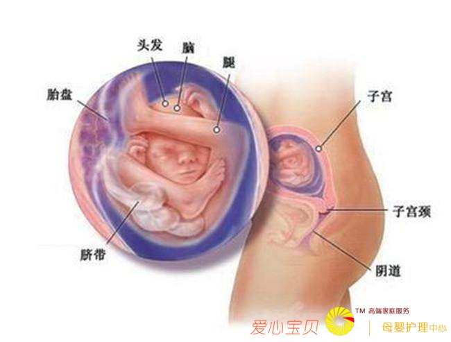 ����ɩ˵: ̥���ڹ���̥���ڸ���, ����ô����?