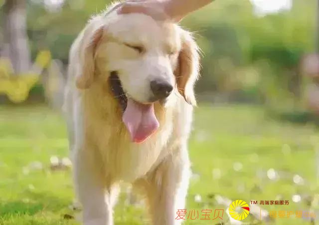 养宠物不仅要爱心,更要责任心和耐心「科瑞卡爱宠」