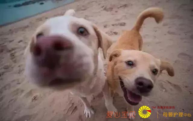 养宠物不仅要爱心,更要责任心和耐心「科瑞卡爱宠」