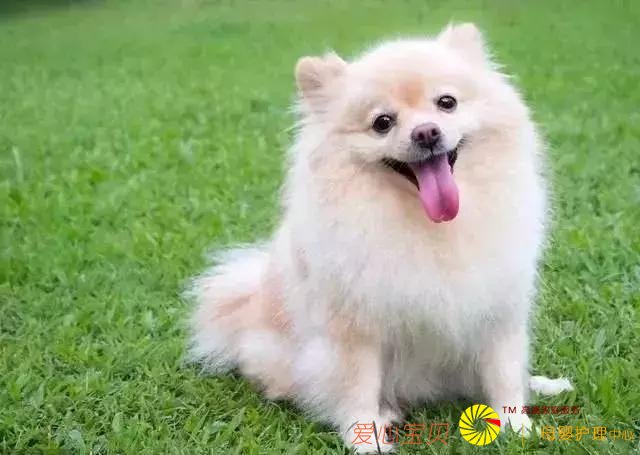 养宠物不仅要爱心,更要责任心和耐心「科瑞卡爱宠」