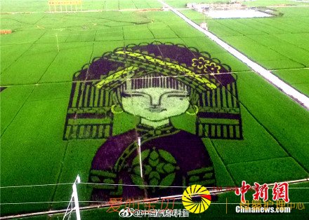 高铁上观看巨型稻田艺术景观 震撼! 高铁上观看巨型稻田艺术景观 震撼!