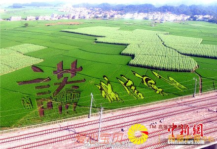 高铁上观看巨型稻田艺术景观 震撼! 高铁上观看巨型稻田艺术景观 震撼!