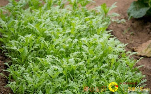 ���ų������㣬��Щ��ʳ�㲻�ܴ���