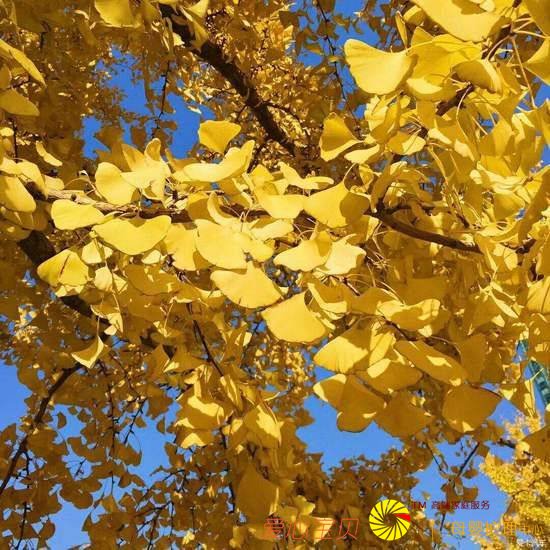 �������β�<a  data-cke-saved-href=http://www.5cocoi.com href=http://www.5cocoi.com target=_blank class=infotextkey>����</a>������ǧ��С������