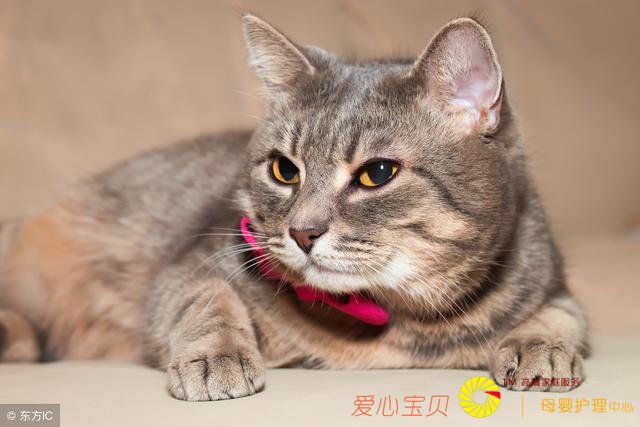 ����ҽԺ�Ƽ�è����������ʵĿ�ģ�ѧϰ�ˣ�