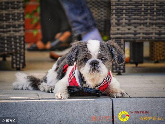 ����ҽԺ�Ƽ�è����������ʵĿ�ģ�ѧϰ�ˣ�