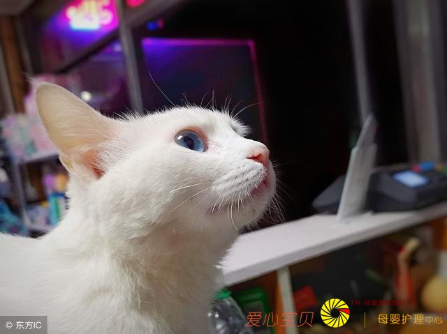 ����ҽԺ�Ƽ�è����������ʵĿ�ģ�ѧϰ�ˣ�