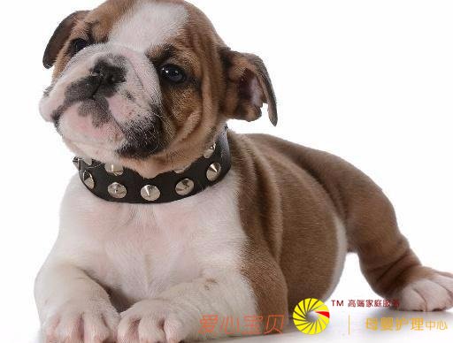 ����ҽԺ�Ƽ�è����������ʵĿ�ģ�ѧϰ�ˣ�