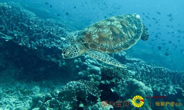 ��ɳ�Ϳ�ʼ����Ѳ�أ���ǰ֪ʶ����ȥ���㡢�س���ʳ��ȫ���ι���