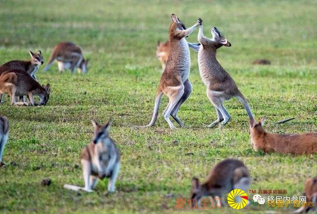 �����ܱ���491/494ǩ֤�ֳ��¹棬���ô���ʡ�ٷ����롭��